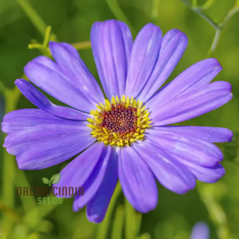 Brachycome Brachy Blue (Swan River Daisy) Seeds ,Grow Beautifully with These Charming Additions to Your Gardening Collection!