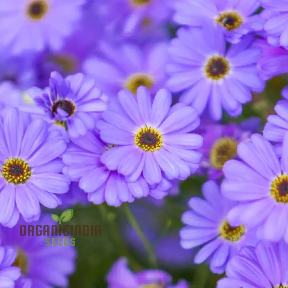Brachycome Brachy Blue (Swan River Daisy) Seeds ,Grow Beautifully with These Charming Additions to Your Gardening Collection! - Image 3