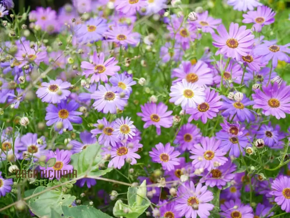 Brachycome Brachy Blue (Swan River Daisy) Seeds ,Grow Beautifully with These Charming Additions to Your Gardening Collection! - Image 4