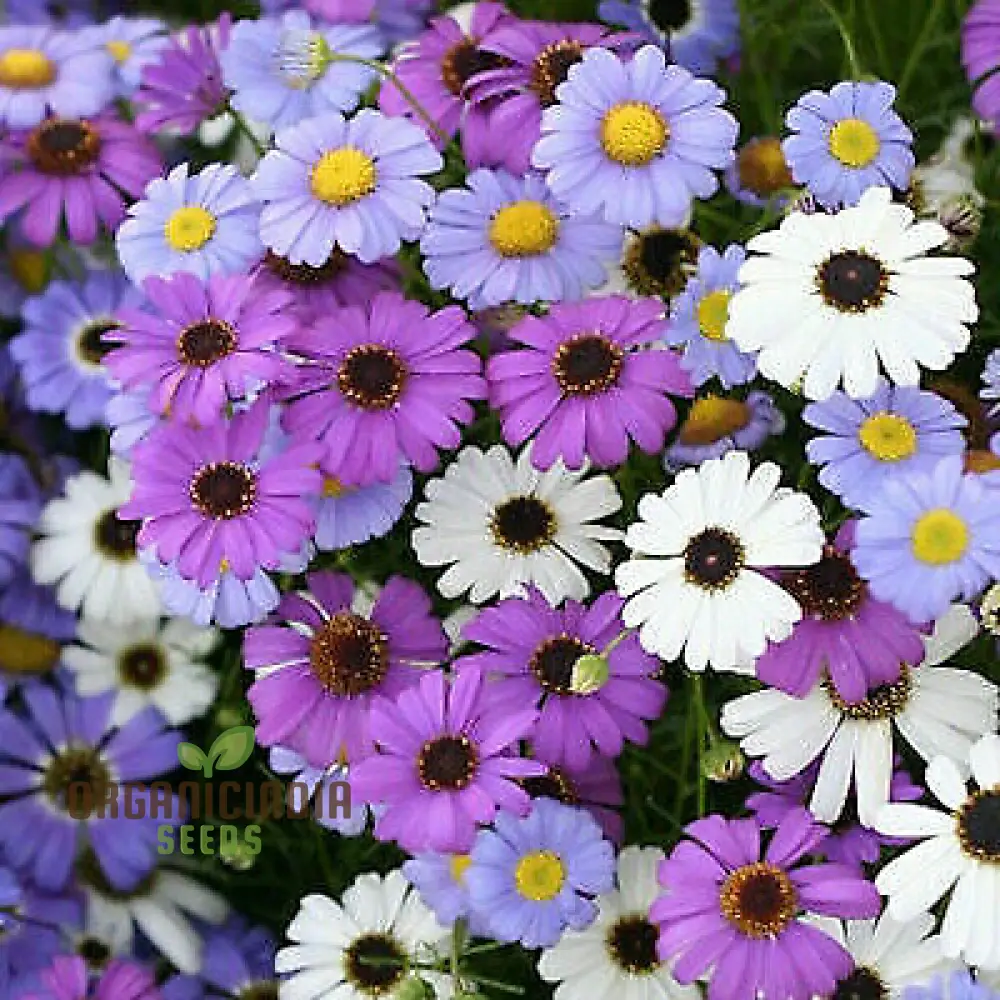Brachycome Iberidifolia Mixed Seeds for Your Garden - Enhance Your Gardening Experience with a Variety of Vibrant Blooms!