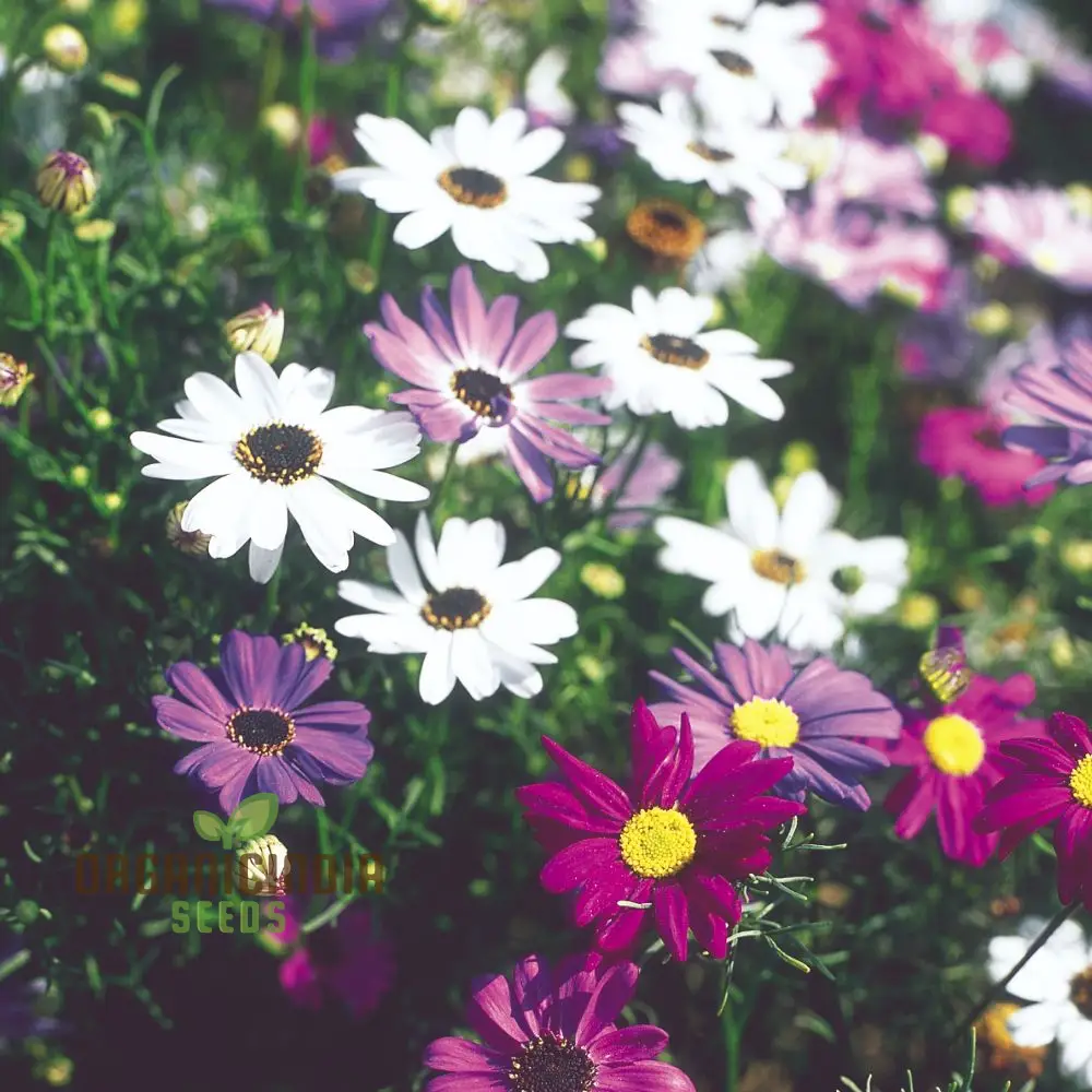Brachycome Iberidifolia Mixed Seeds for Your Garden - Enhance Your Gardening Experience with a Variety of Vibrant Blooms! - Image 3