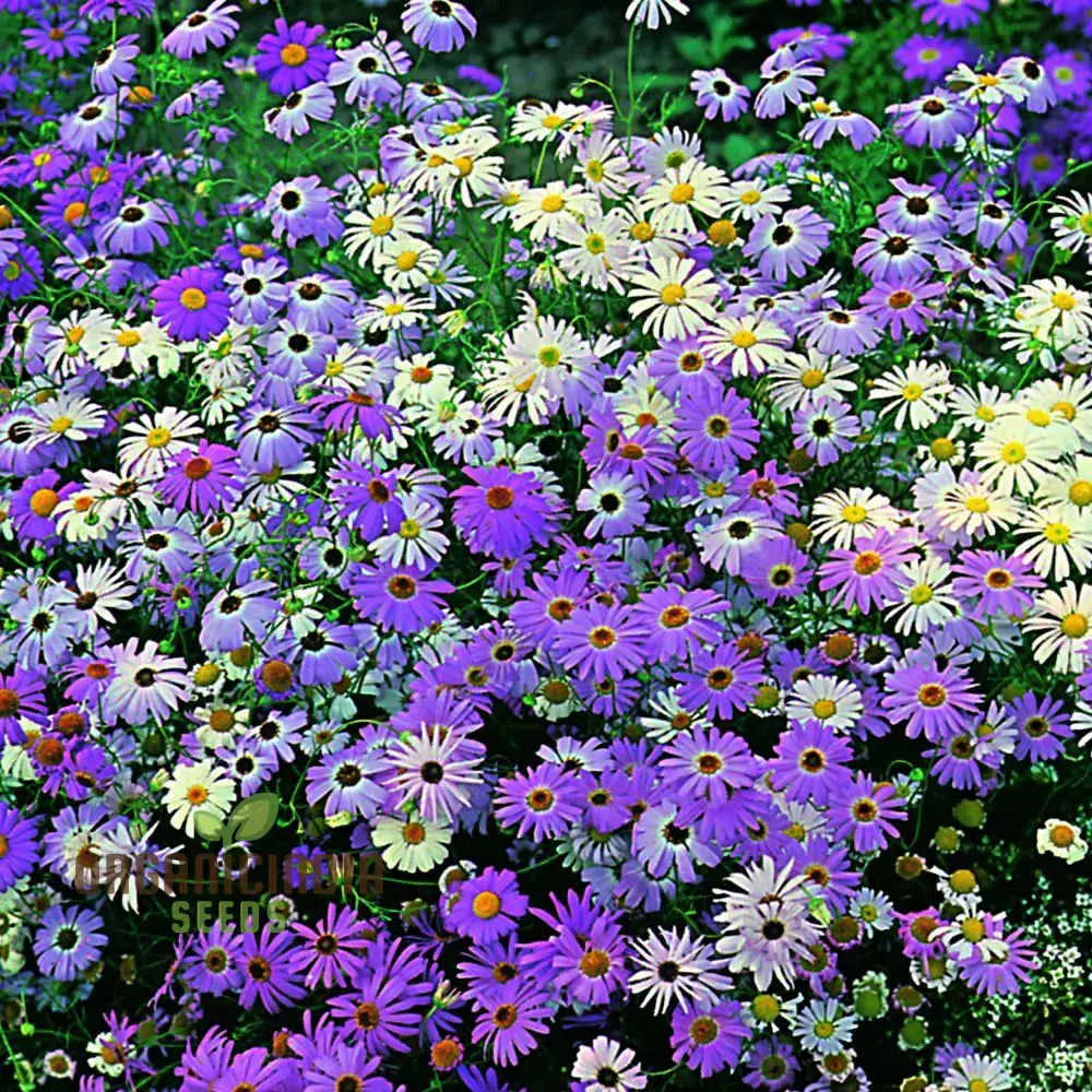 Brachycome Iberidifolia Mixed Seeds for Your Garden - Enhance Your Gardening Experience with a Variety of Vibrant Blooms! - Image 4