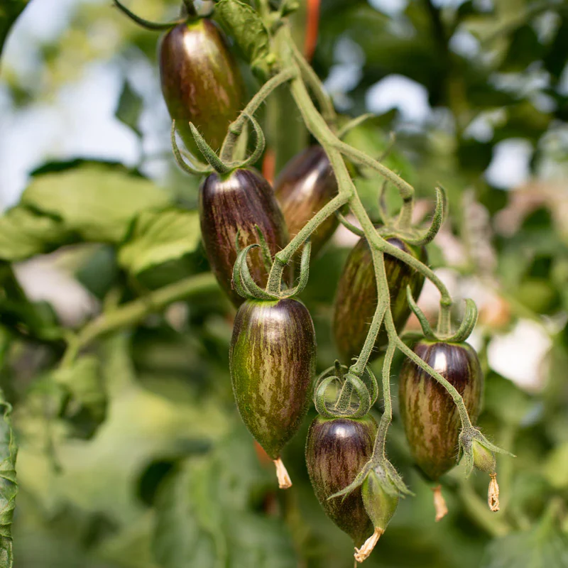 Brad’s Atomic Grape Tomato Seeds – Heirloom, Colorful, Sweet & Juicy