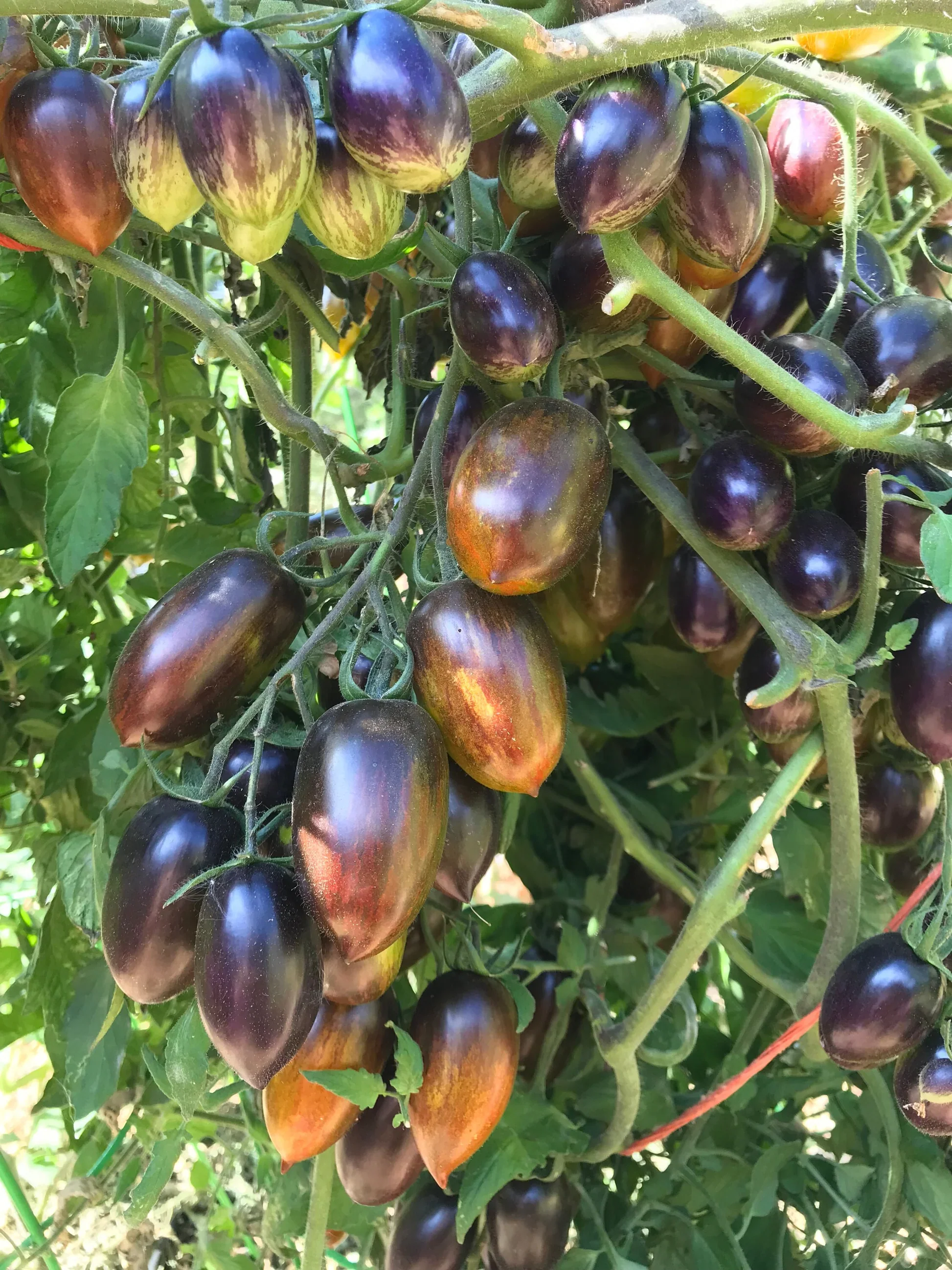Brad’s Atomic Grape Tomato Seeds – Heirloom, Colorful, Sweet & Juicy - Image 3