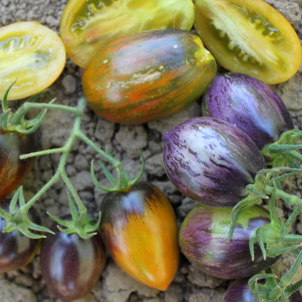 Brad’s Atomic Grape Tomato Seeds – Heirloom, Colorful, Sweet & Juicy - Image 4