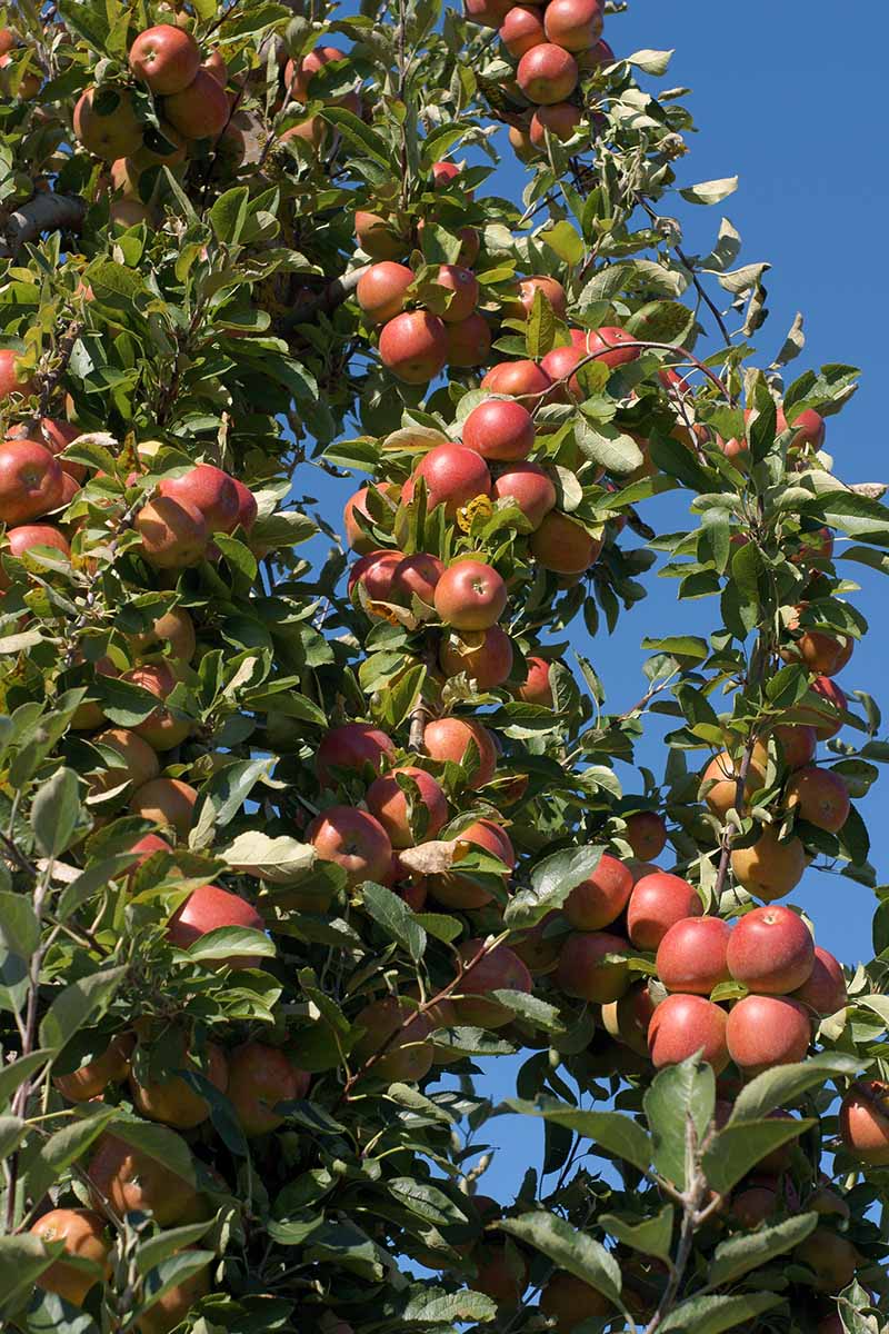 Braeburn Apple Seeds for Planting – Sweet & Tart Crisp Apple Trees - Image 2