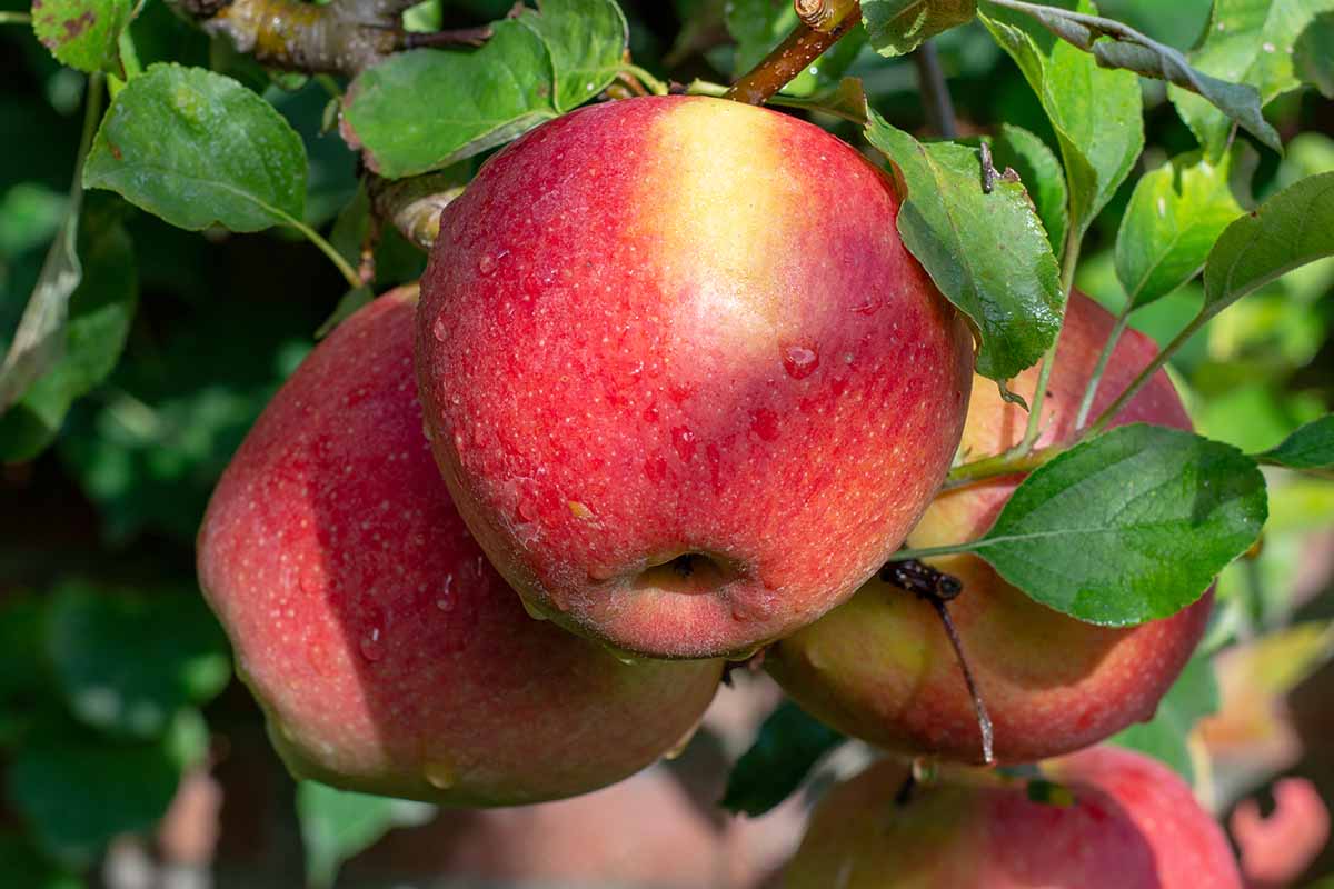 Braeburn Apple Seeds for Planting – Sweet & Tart Crisp Apple Trees - Image 3