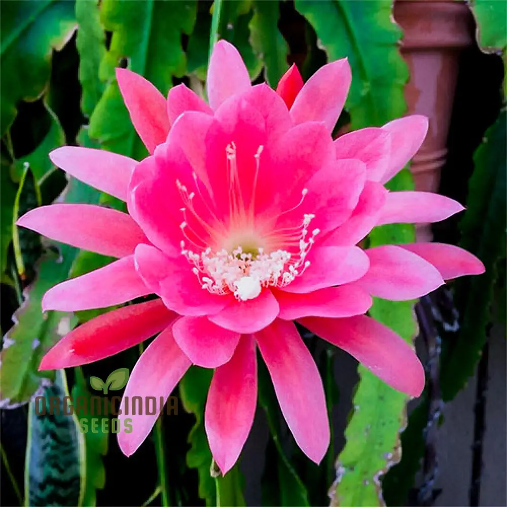 Brahma Kamal Flower Plant Seeds (Queen Of the Night) Saussurea Obvallata For Home Garden Lawn - Prunus Serrulata Seeds for Planting and Gardening - Image 3