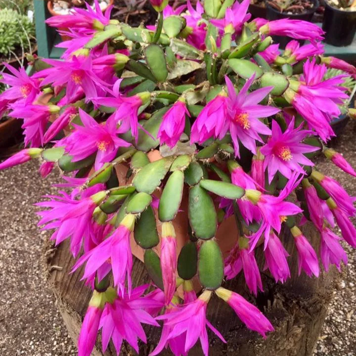 Brahma Kamal Flower Plant Seeds (Queen Of the Night) Saussurea Obvallata For Home Garden Lawn - Prunus Serrulata Seeds for Planting and Gardening - Image 4