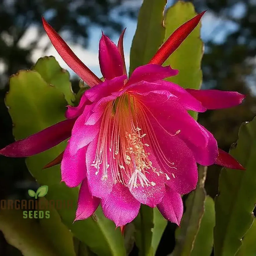 Brahma Kamal Flower Plant Seeds (Queen Of the Night) Saussurea Obvallata For Home Garden Lawn - Prunus Serrulata Seeds for Planting and Gardening - Image 5
