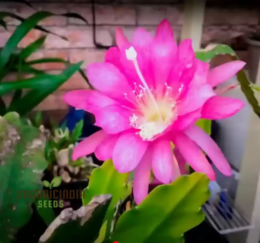 Brahma Kamal Flower Plant Seeds (Queen Of the Night) Saussurea Obvallata For Home Garden Lawn - Prunus Serrulata Seeds for Planting and Gardening - Image 6