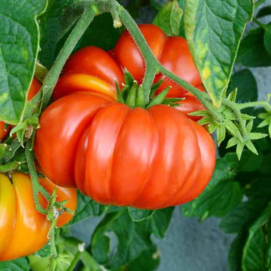 Brandywine Tomato Seeds – Heirloom, Juicy & Flavorful