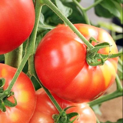 Brandywine Tomato Seeds – Heirloom, Juicy & Flavorful - Image 2