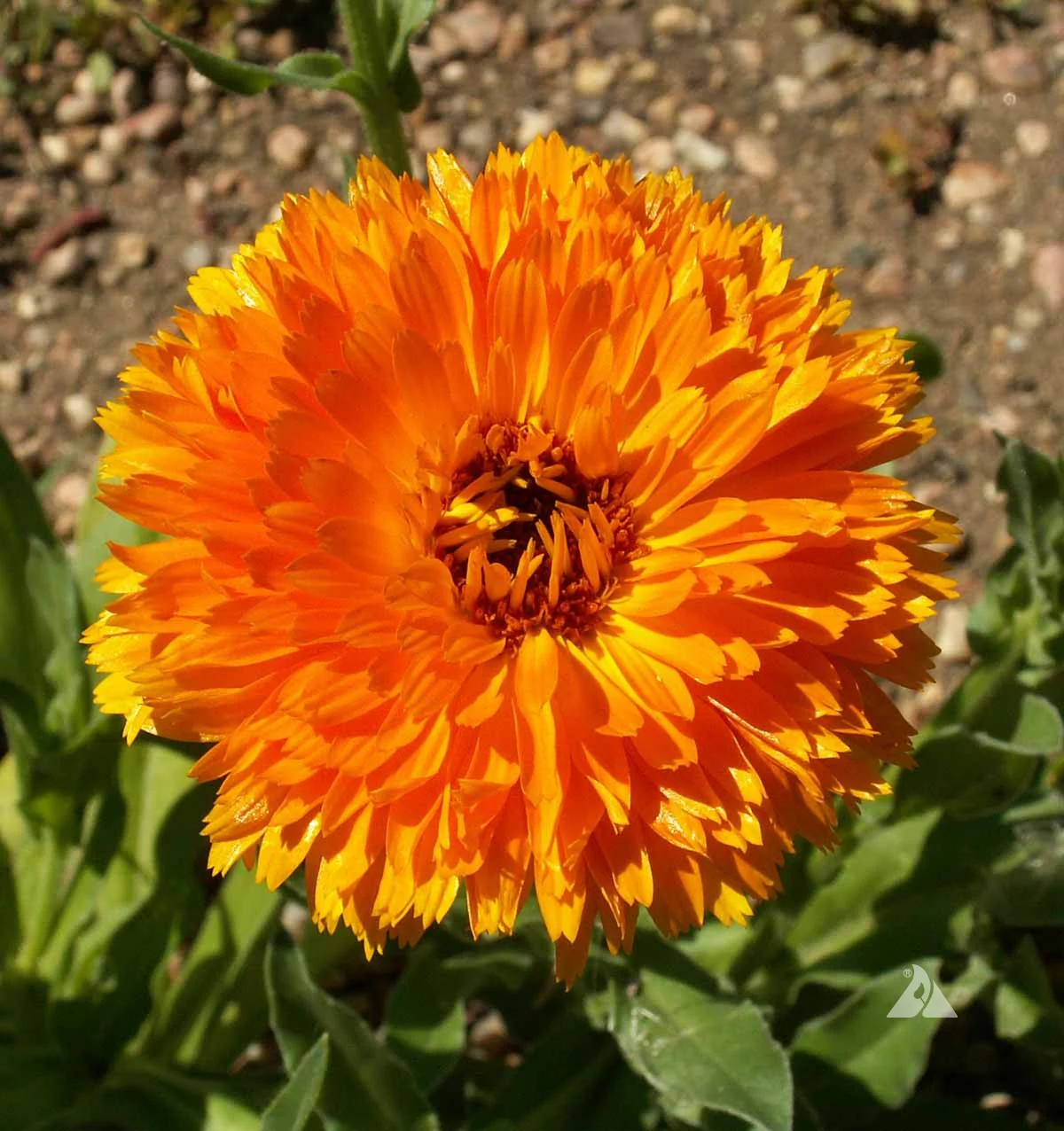 Bright Orange Calendula Flower Seeds ,Vibrant Blooms, Non-GMO - Image 2