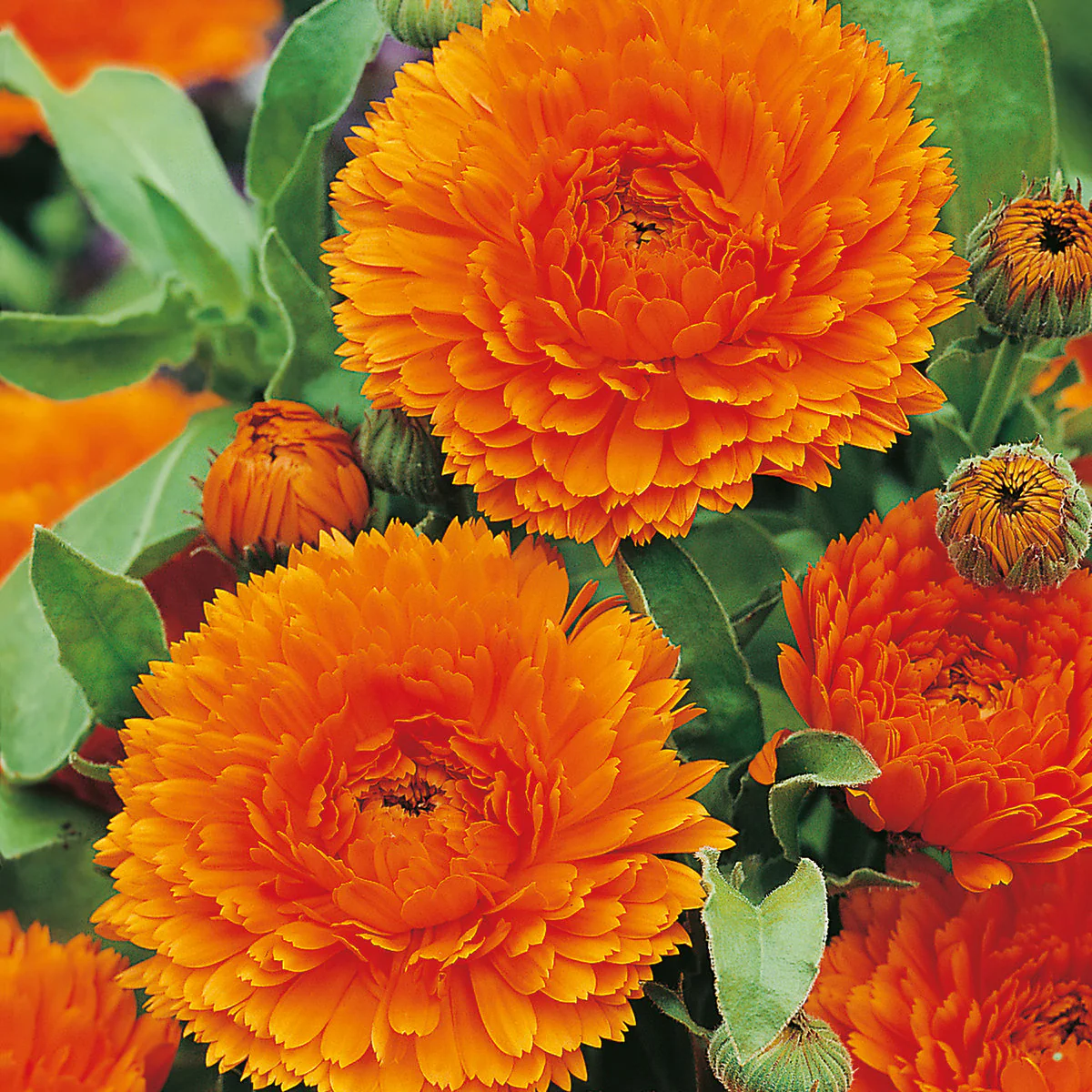 Bright Orange Calendula Flower Seeds ,Vibrant Blooms, Non-GMO - Image 3