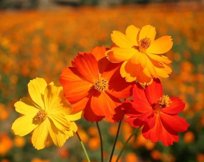 Bright Orange Cosmos Flower Seeds , Vibrant Blooms for a Stunning Garden - Image 2