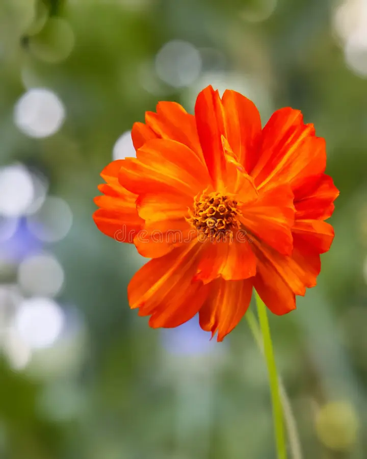 Bright Orange Cosmos Flower Seeds , Vibrant Blooms for a Stunning Garden - Image 3