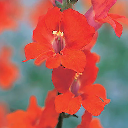 Bright Orange Snapdragon Flower Seeds – Vibrant, Fiery Blooms for Gardens