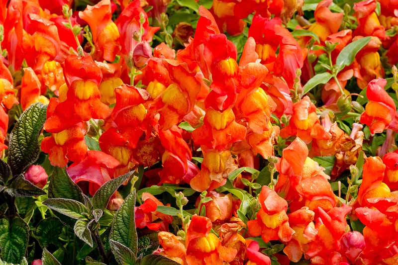 Bright Orange Snapdragon Flower Seeds – Vibrant, Fiery Blooms for Gardens - Image 2