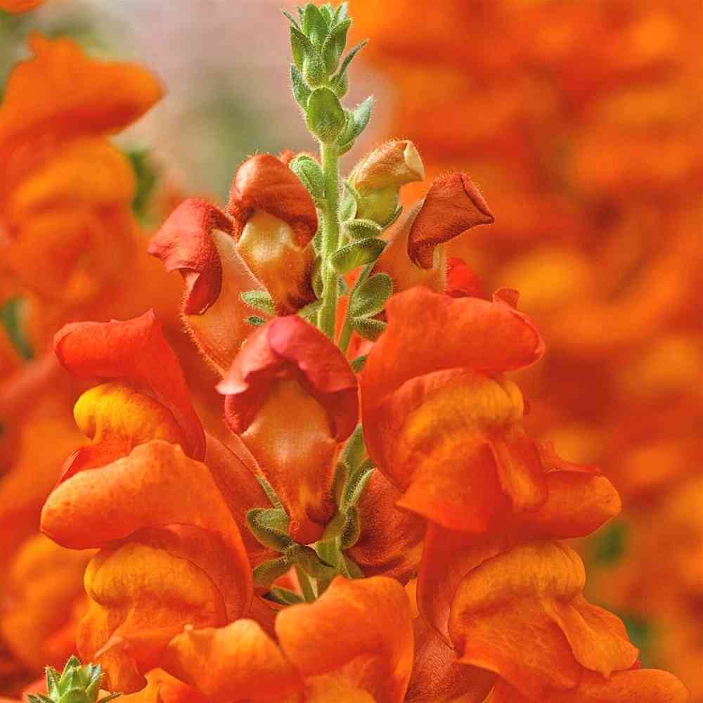Bright Orange Snapdragon Flower Seeds – Vibrant, Fiery Blooms for Gardens - Image 3