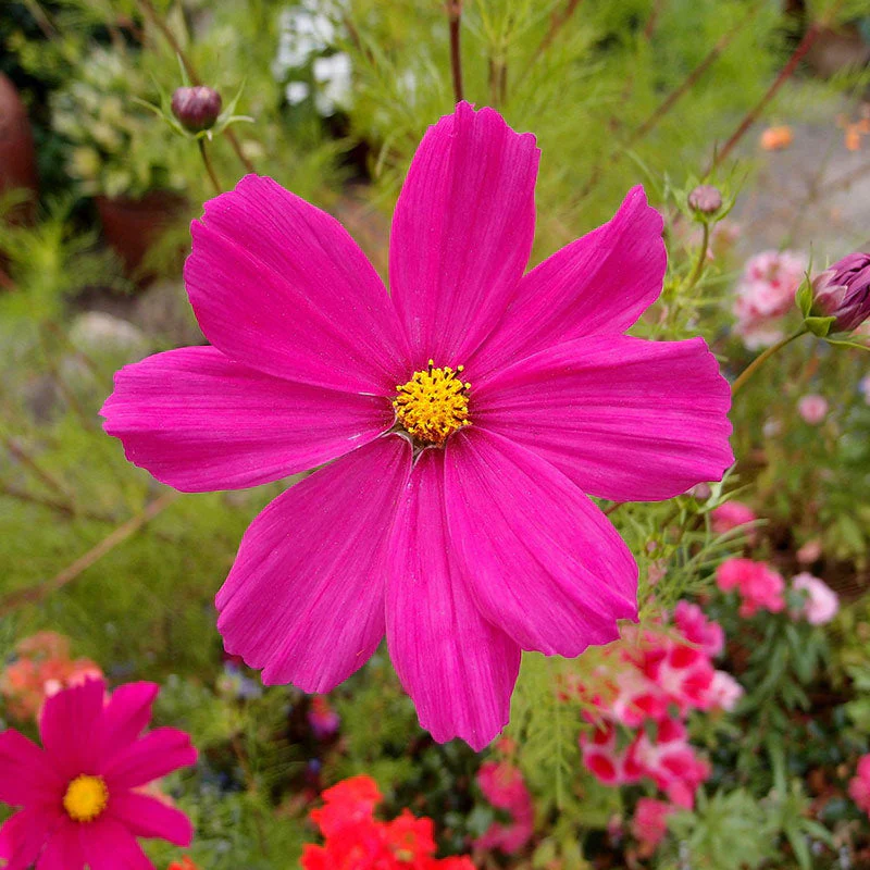 Bright Pink Cosmos Flower Seeds , Vibrant & Eye-Catching Garden Blooms