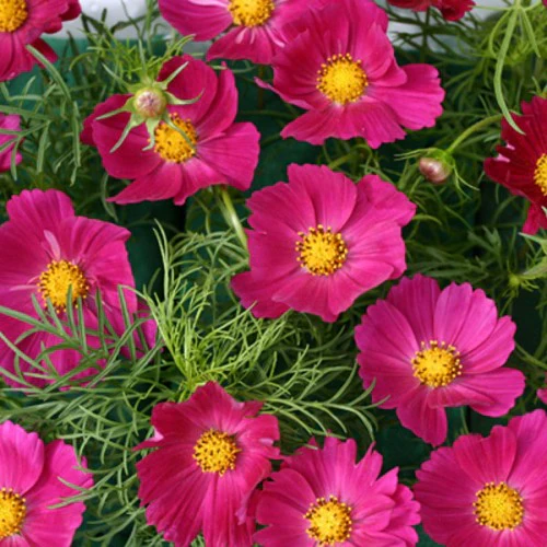 Bright Pink Cosmos Flower Seeds , Vibrant & Eye-Catching Garden Blooms - Image 2