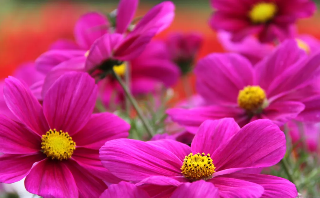Bright Pink Cosmos Flower Seeds , Vibrant & Eye-Catching Garden Blooms - Image 3
