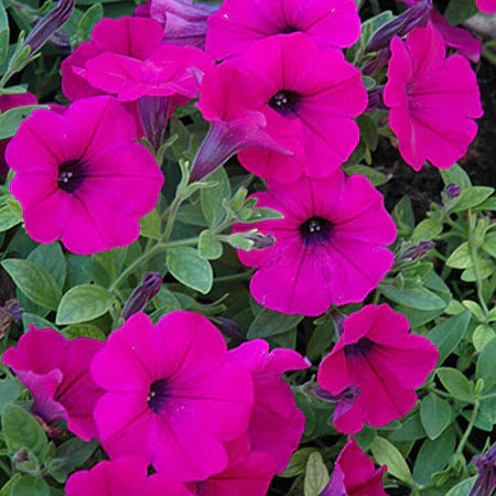 Bright Pink Petunia Seeds – Vivid Blooms for Garden & Container Planting