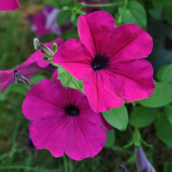 Bright Pink Petunia Seeds – Vivid Blooms for Garden & Container Planting - Image 3
