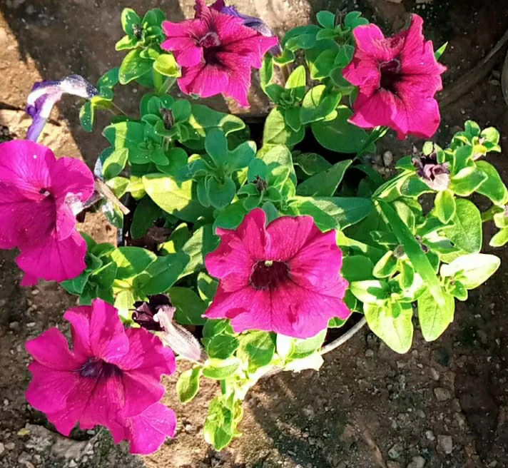 Bright Pink Petunia Seeds – Vivid Blooms for Garden & Container Planting - Image 4