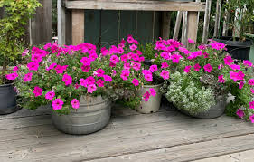 Bright Pink Petunia Seeds – Vivid Blooms for Garden & Container Planting - Image 5