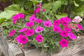 Bright Pink Petunia Seeds – Vivid Blooms for Garden & Container Planting - Image 6