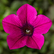 Bright Pink Petunia Seeds – Vivid Blooms for Garden & Container Planting - Image 7