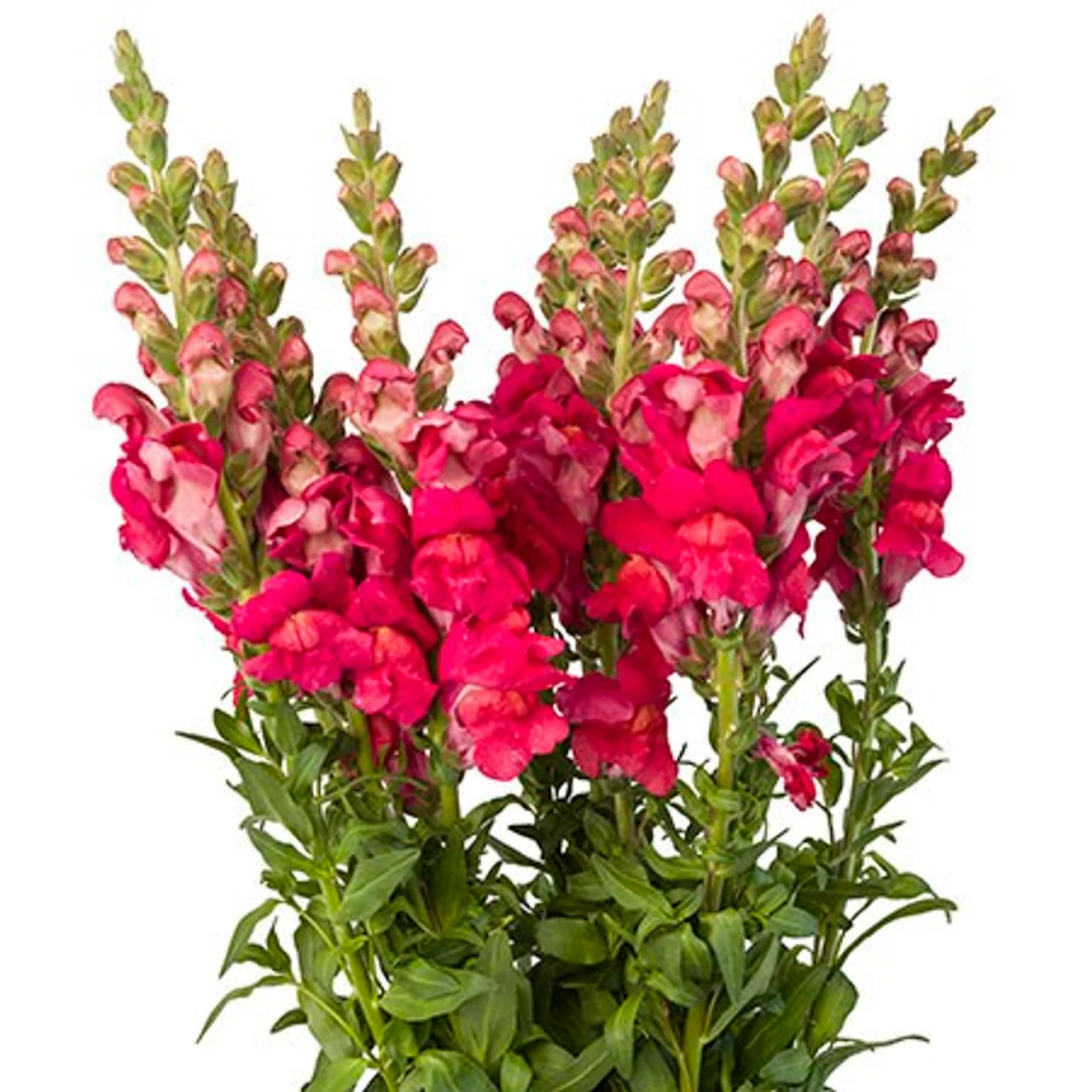 Bright Pink Snapdragon Flower Seeds,Vivid & Eye-Catching Blooms - Image 2
