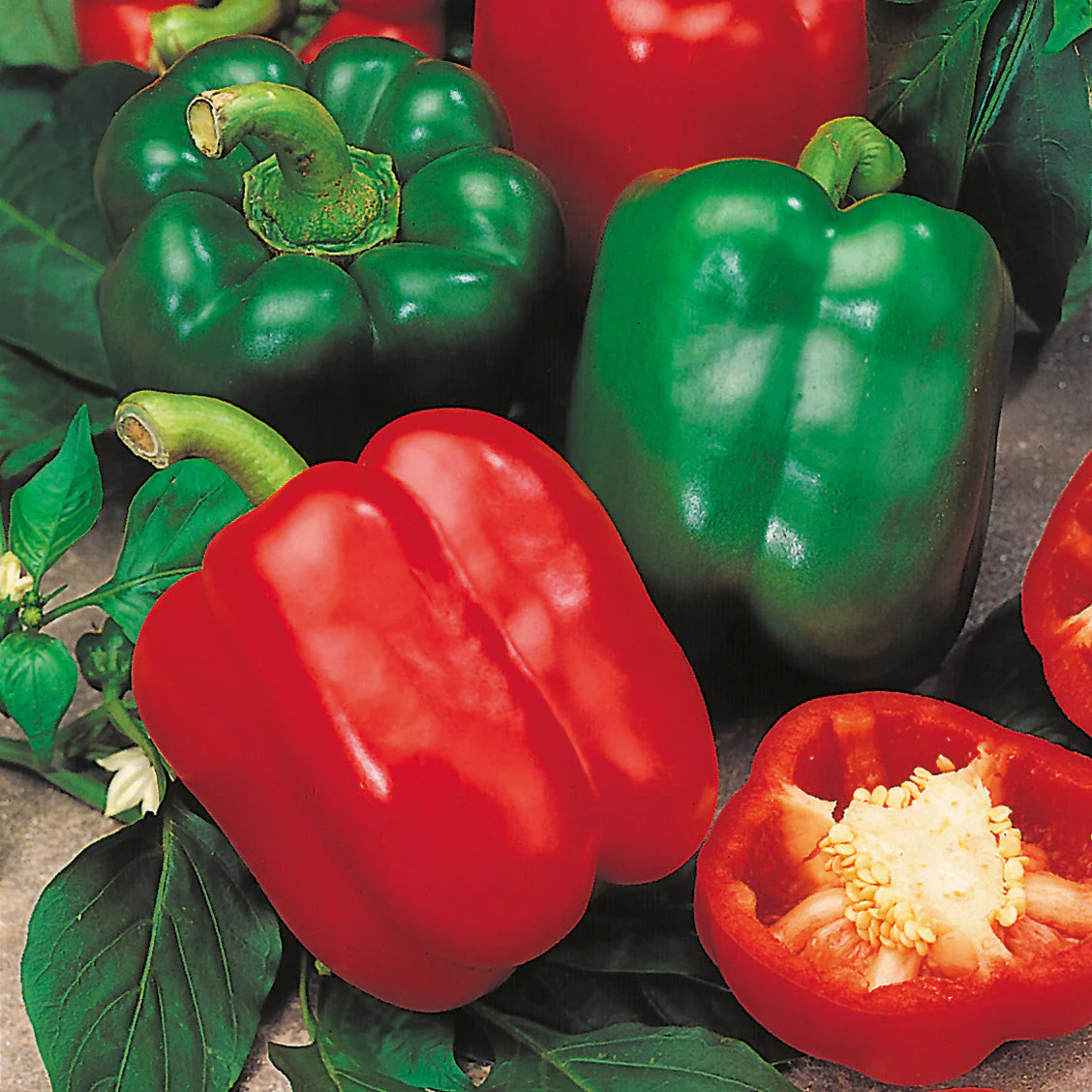 Bright Red Paprika Vegetable Seeds, Planting