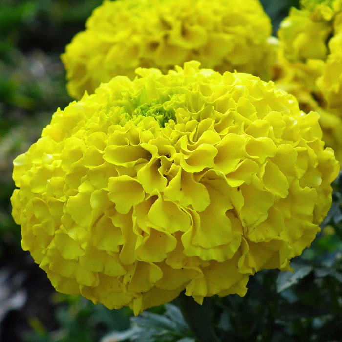 Bright Yellow Marigold Flower Seeds, Vibrant Blooms for Gardens and Borders