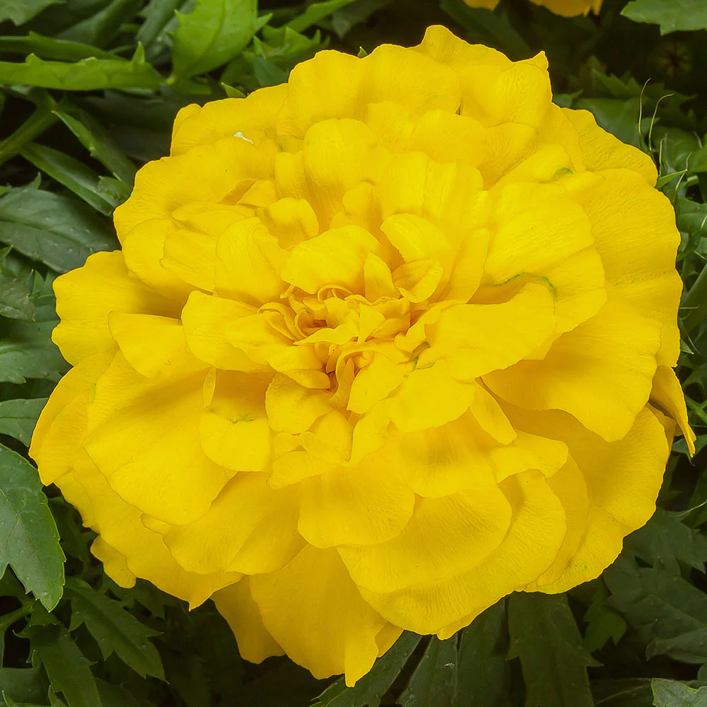 Bright Yellow Marigold Flower Seeds, Vibrant Blooms for Gardens and Borders - Image 2