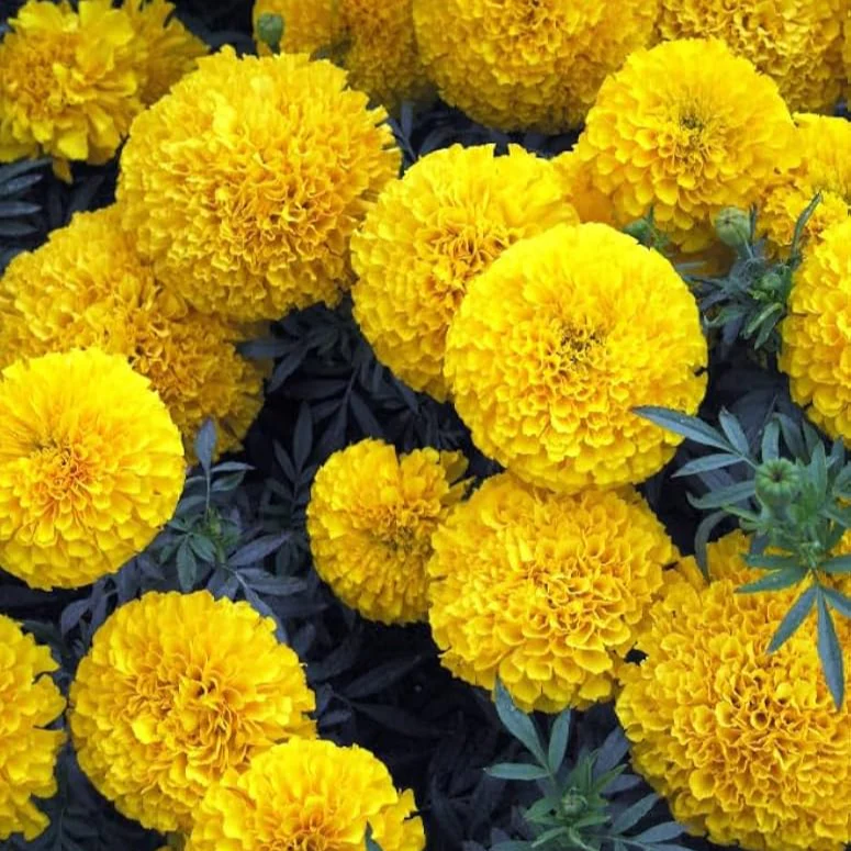 Bright Yellow Marigold Flower Seeds, Vibrant Blooms for Gardens and Borders - Image 3