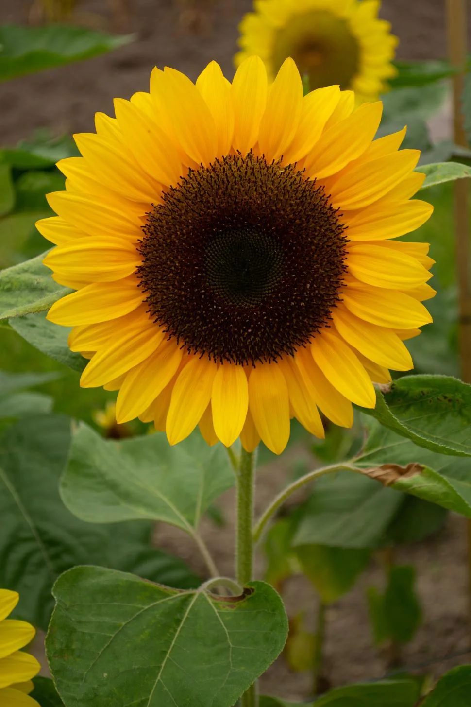 Bright Yellow Sunflower Seeds – Classic Golden Blooms for Gardens & Pollinators - Image 2