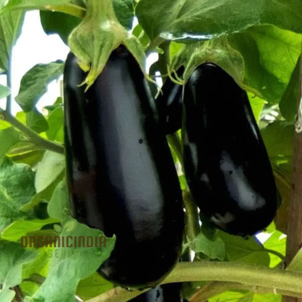 Brinjal F1 Crypton Kranti Vegetable Seeds - High-Quality Seeds for Bountiful Eggplant Harvests