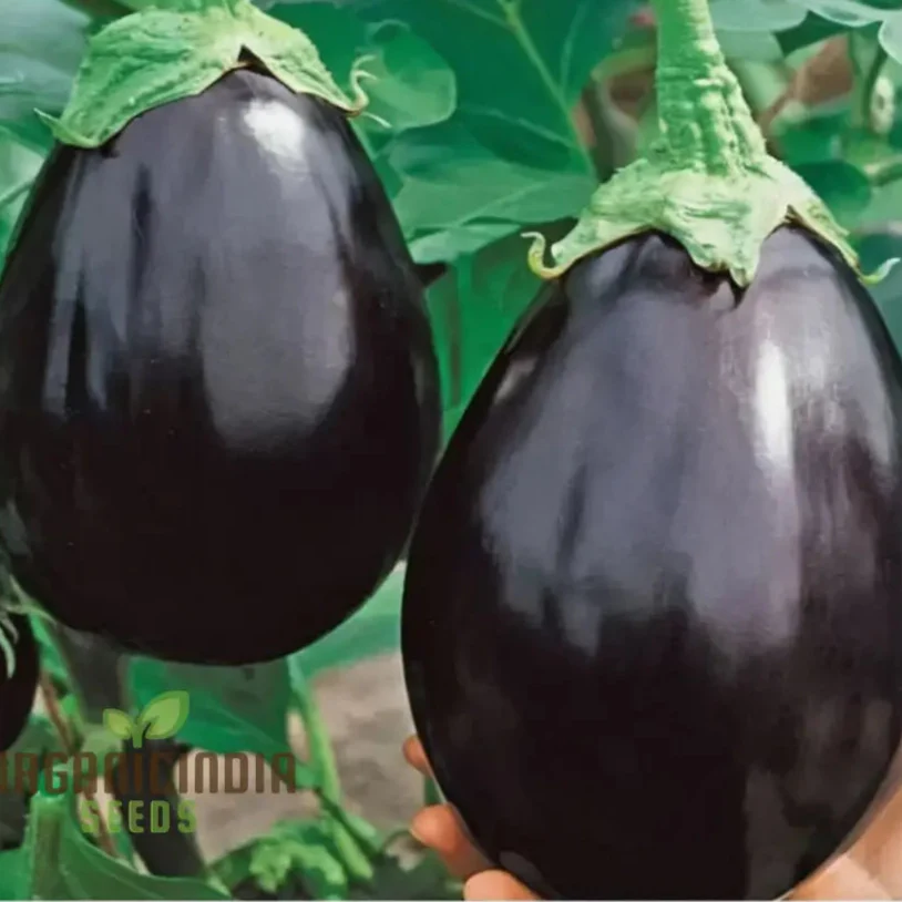 Brinjal F1 Crypton Kranti Vegetable Seeds - High-Quality Seeds for Bountiful Eggplant Harvests - Image 3