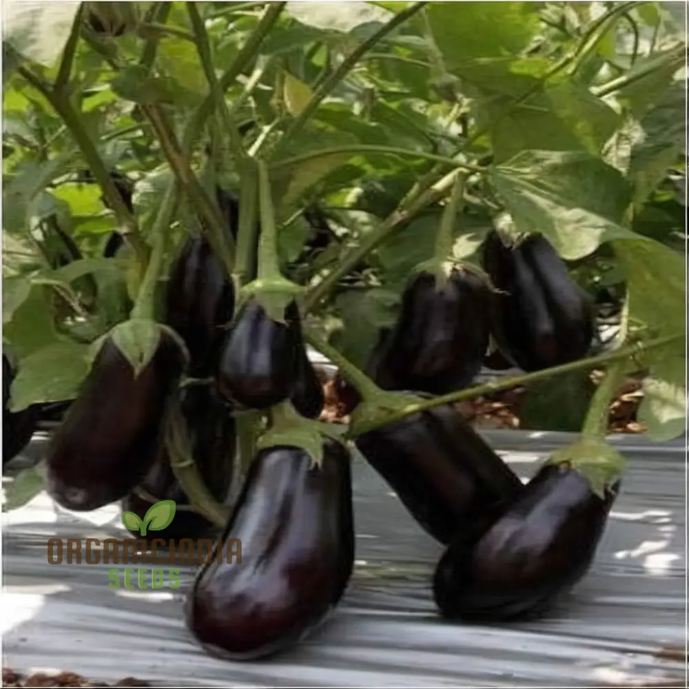 Brinjal F1 Crypton Kranti Vegetable Seeds - High-Quality Seeds for Bountiful Eggplant Harvests - Image 4