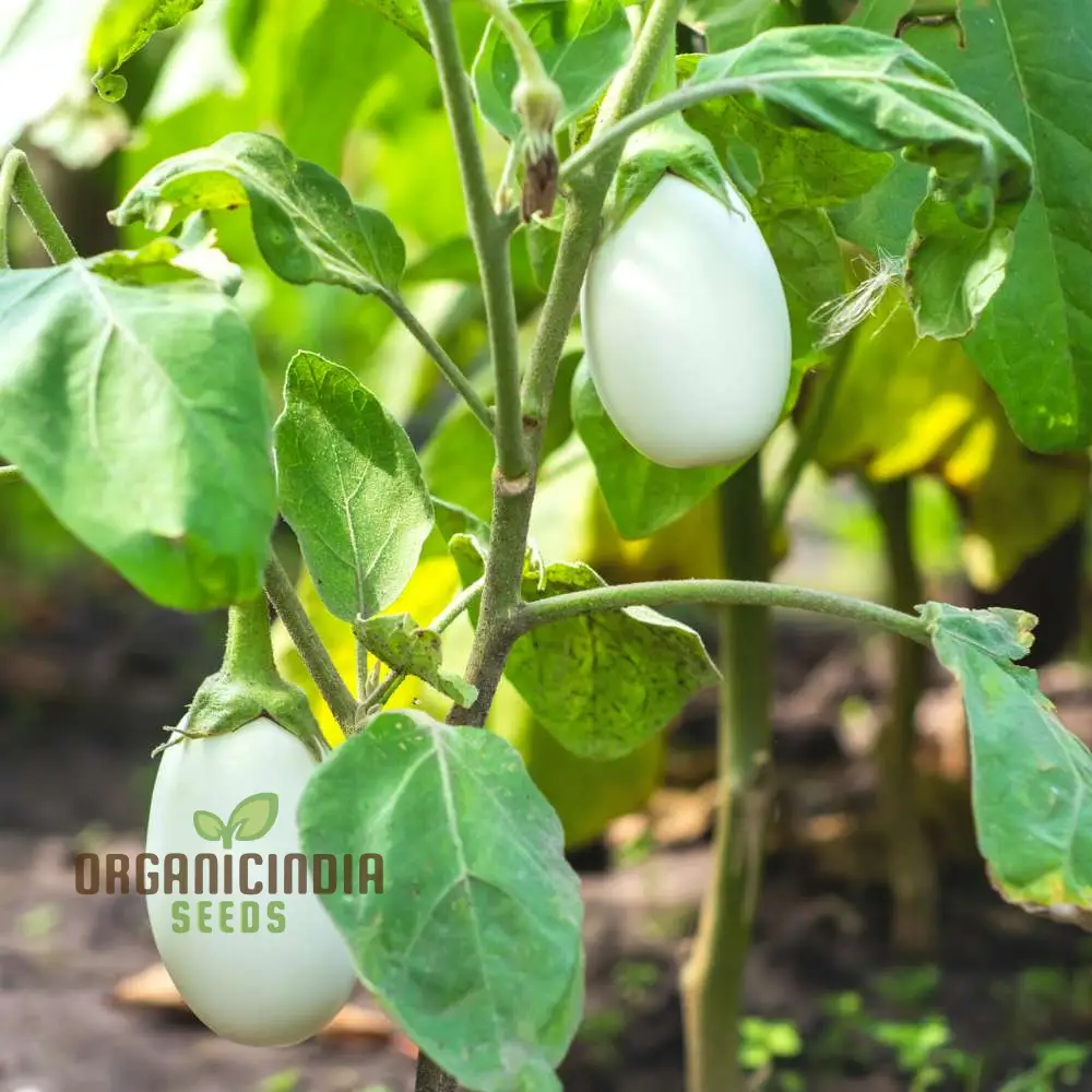 Brinjal F1 Hybrid White Vegetable Seeds - High-Yielding and Flavorful White Eggplants
