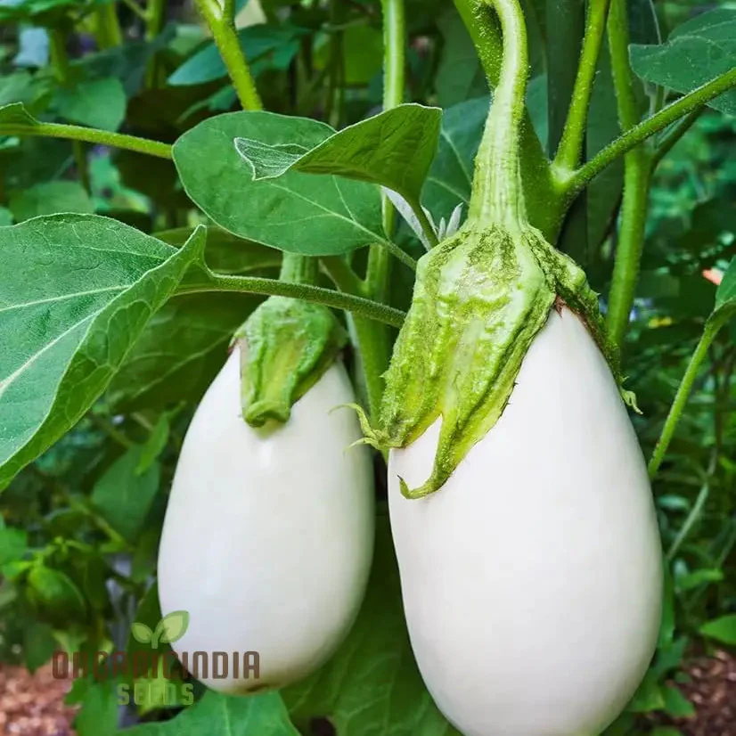 Brinjal F1 Hybrid White Vegetable Seeds - High-Yielding and Flavorful White Eggplants - Image 3