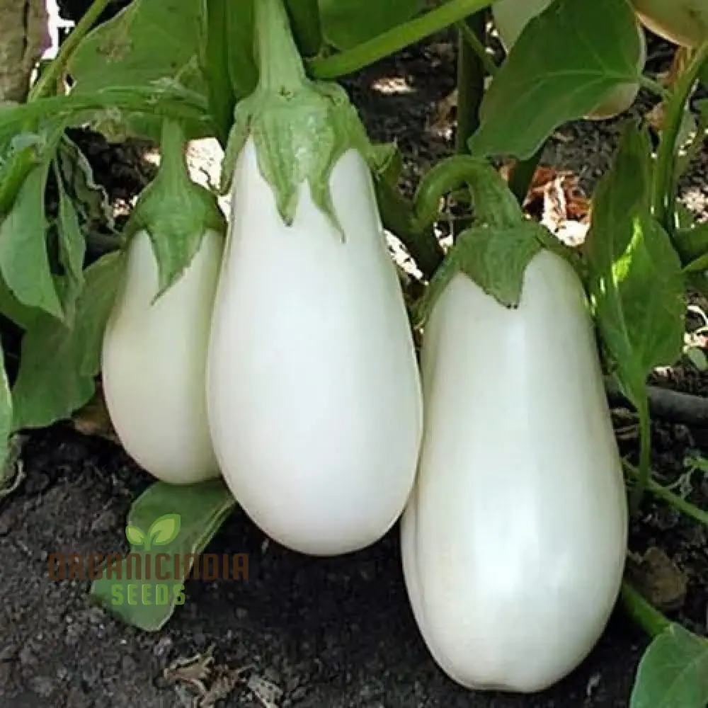 Brinjal F1 Hybrid White Vegetable Seeds - High-Yielding and Flavorful White Eggplants - Image 4