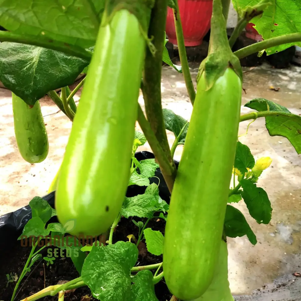 Brinjal Green Long Vegetable Seeds, Comprehensive Planting and Gardening Guide for Producing Abundant and Flavorful Harvests