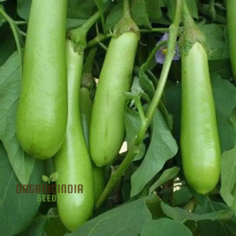 Brinjal Green Long Vegetable Seeds, Comprehensive Planting and Gardening Guide for Producing Abundant and Flavorful Harvests - Image 3