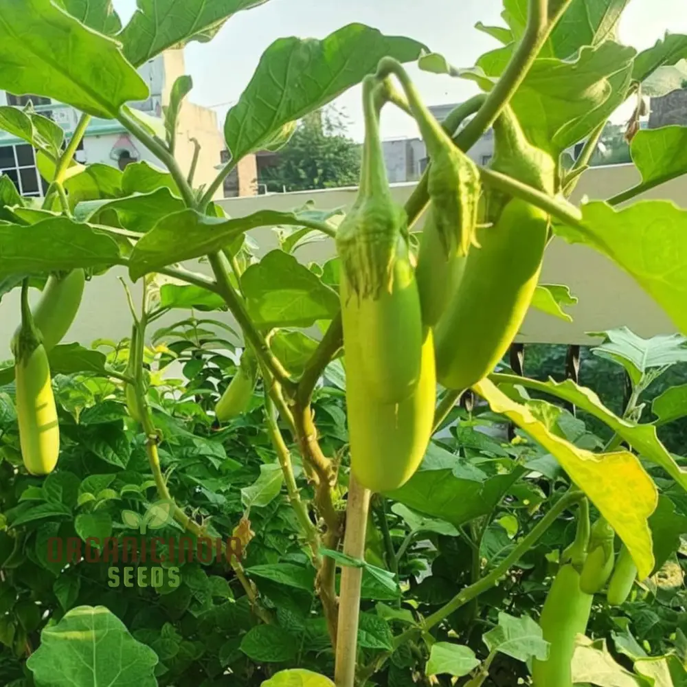 Brinjal Green Long Vegetable Seeds, Comprehensive Planting and Gardening Guide for Producing Abundant and Flavorful Harvests - Image 4