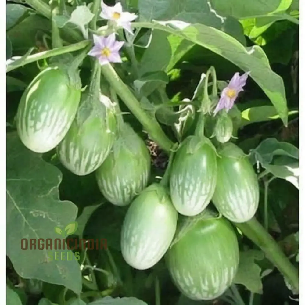 Brinjal Green Round Vegetable Seeds, Heirloom Variety, Prolific Yield, Ideal for Home Gardening - Image 4