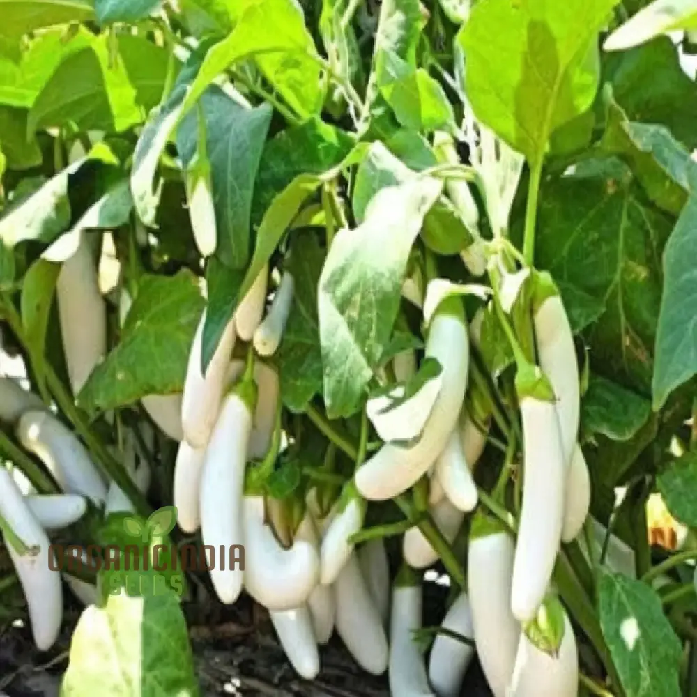 Brinjal White Long Hybrid Seeds, Elevate Your Gardening with High-Yield, Deliciously Unique Eggplants